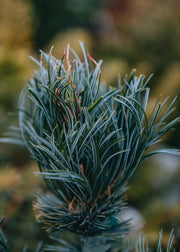 Pinus parviflora Templehof