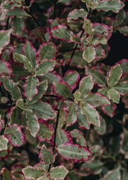 Pittosporum tenufolium Elizabeth 3L