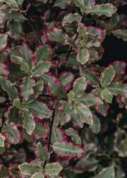 Pittosporum tenufolium Elizabeth