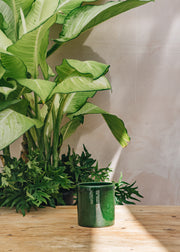 Emerald Romeo Pots