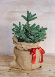 Potted Blue Spruce Christmas Tree in Hessian