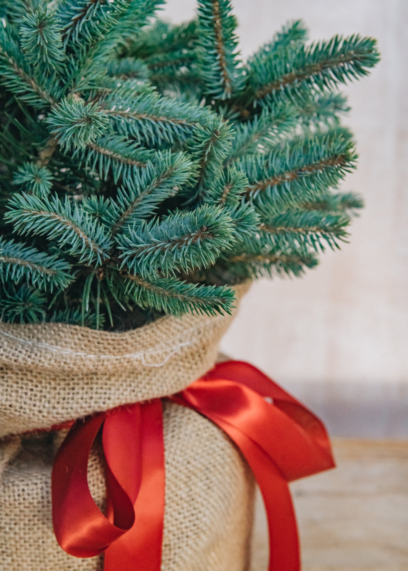 Potted Blue Spruce in Hessian