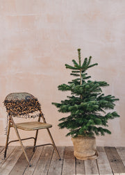 Burford Garden Co. Nordmann Fir Pot Grown Christmas Trees