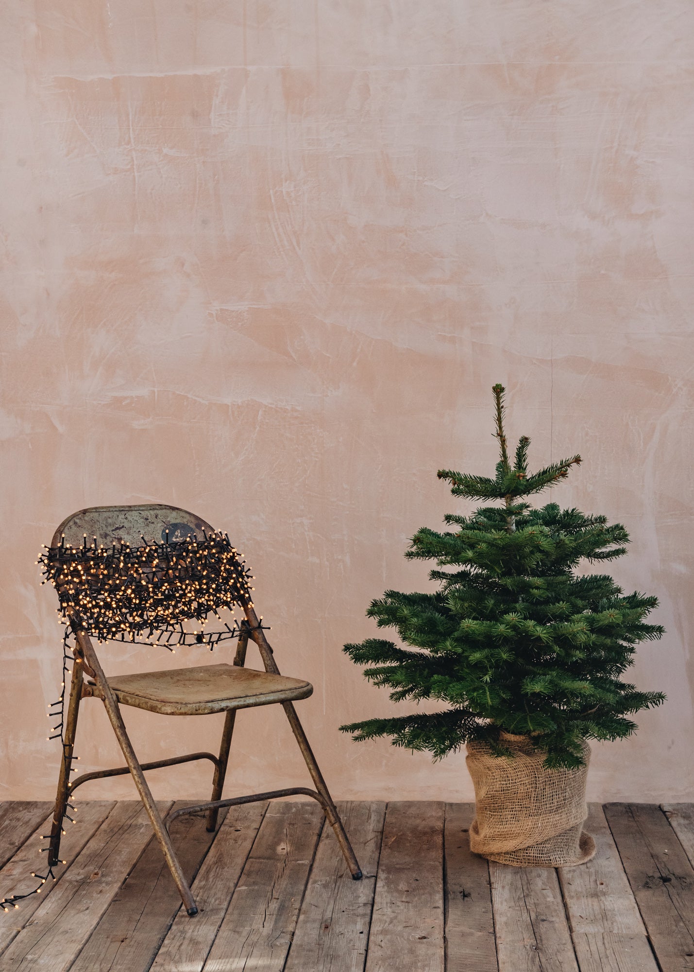 Burford Garden Co. Nordmann Fir Pot Grown Christmas Trees