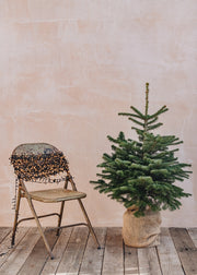 Burford Garden Co. Nordmann Fir Pot Grown Christmas Trees