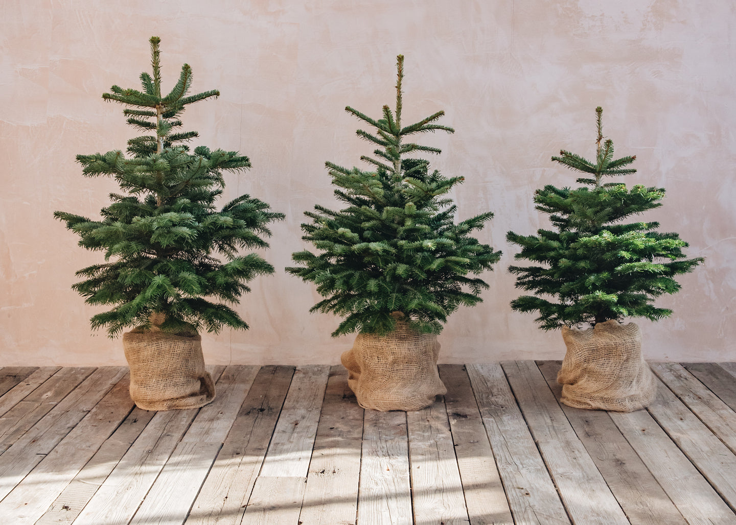 Nordmann Fir Pot Grown Christmas Trees