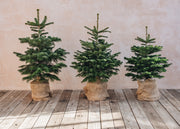 Nordmann Fir Pot Grown Christmas Trees