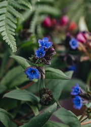 Pulmonaria Blue Ensign AGM