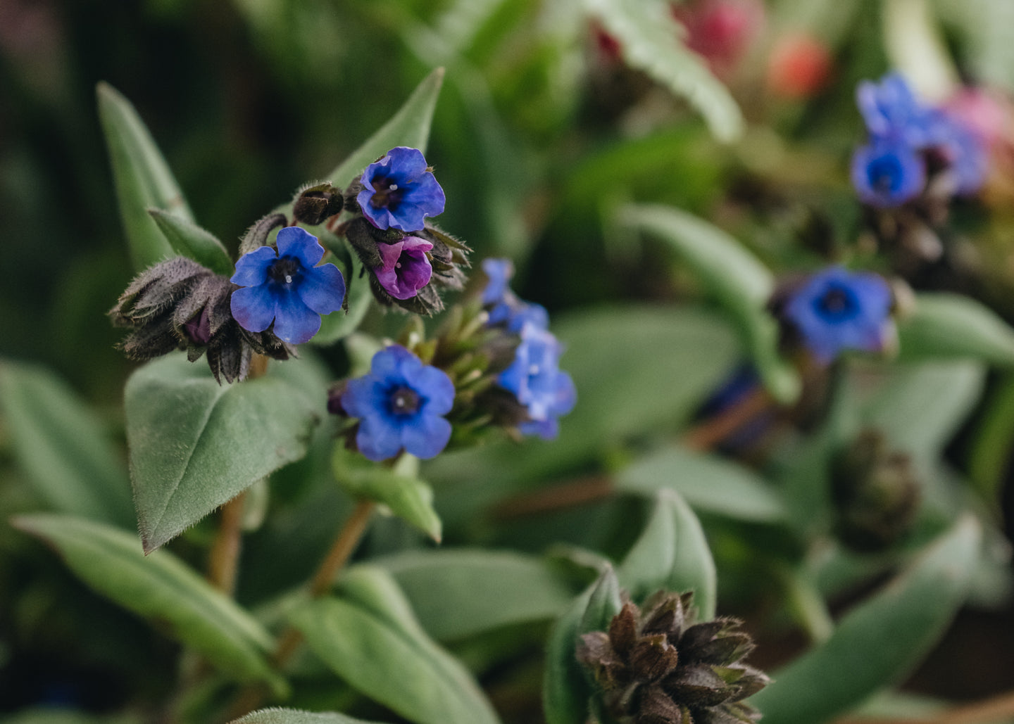 Pulmonaria Blue Ensign AGM