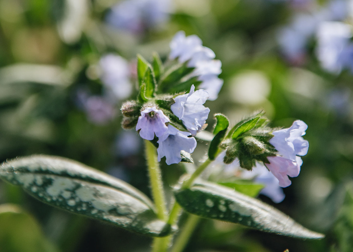 Pulmonaria officinalis Opal