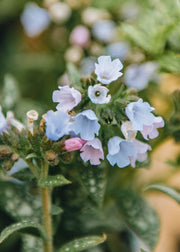 Pulmonaria officinalis Opal