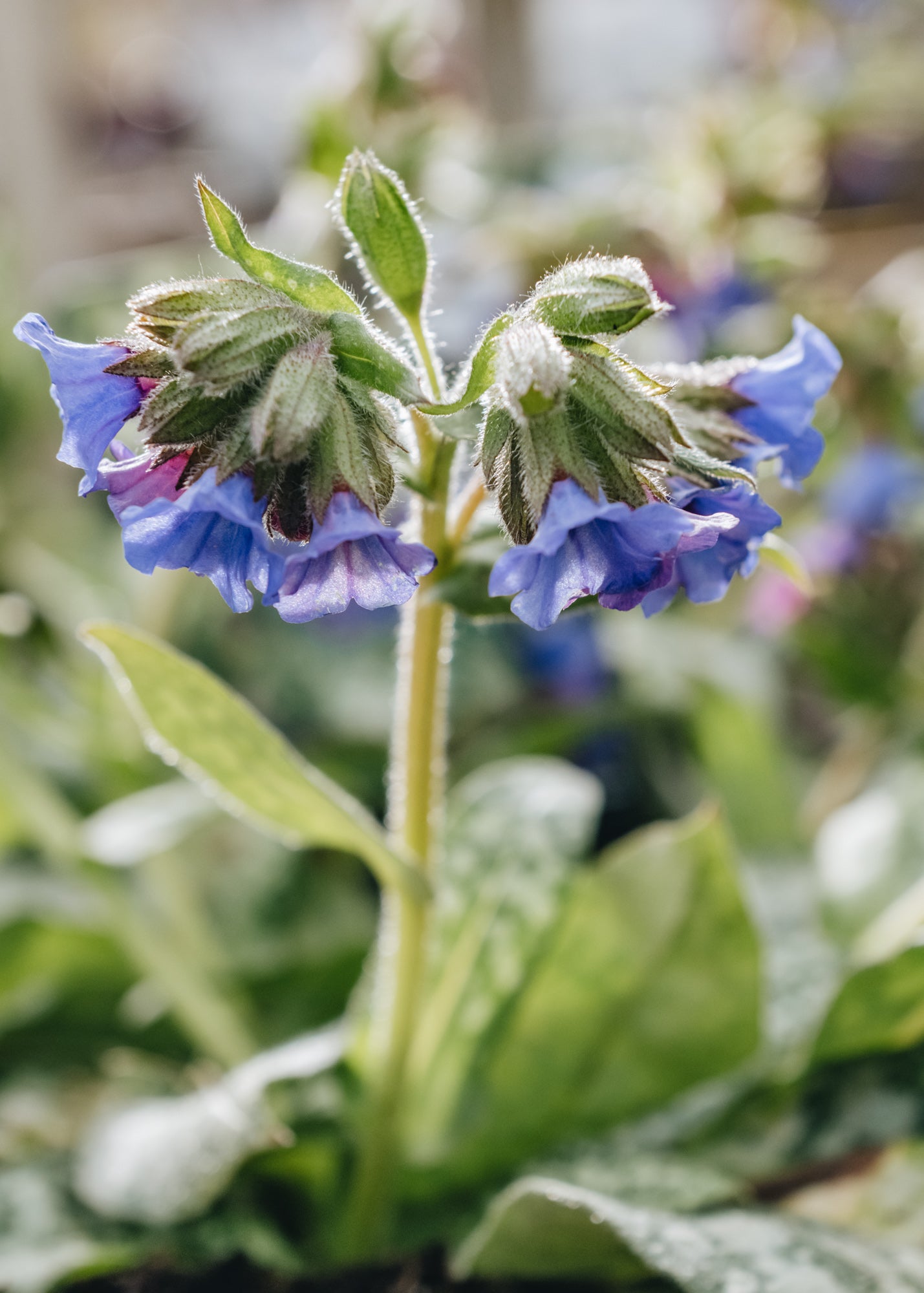 Pulmonaria Trevi Fountain