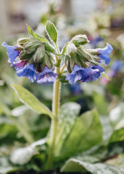 Laurus Nobilis Pulmonaria Trevi Fountain, 2/3L