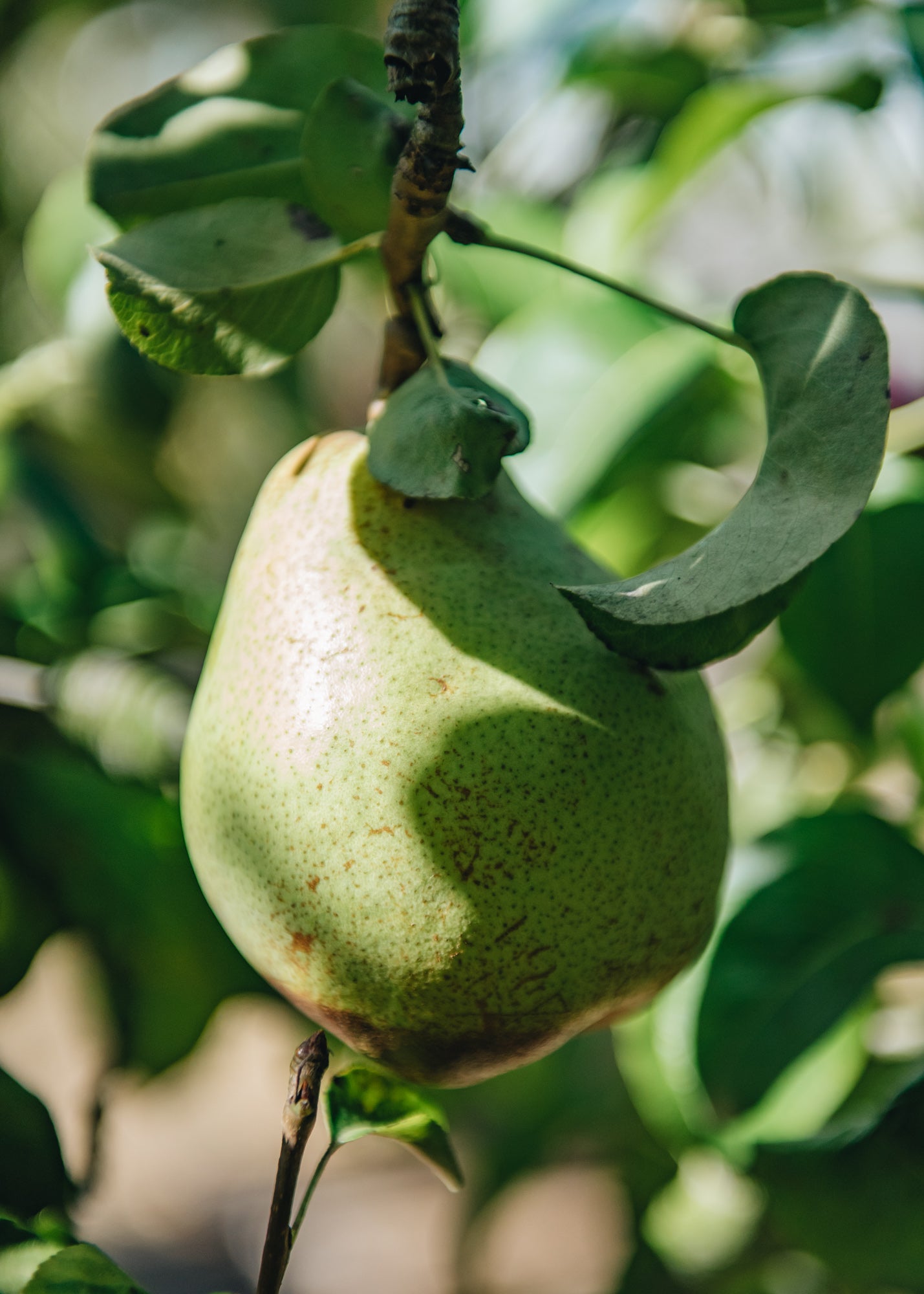 Pyrus Doyenné Du Comice