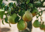 Pyrus Doyenné Du Comice