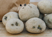 Taylors Bulbs Seed Potatoes 'Rocket'