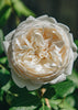 Rosa Claire ®