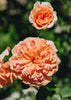Rosa Dame Judi Dench®
