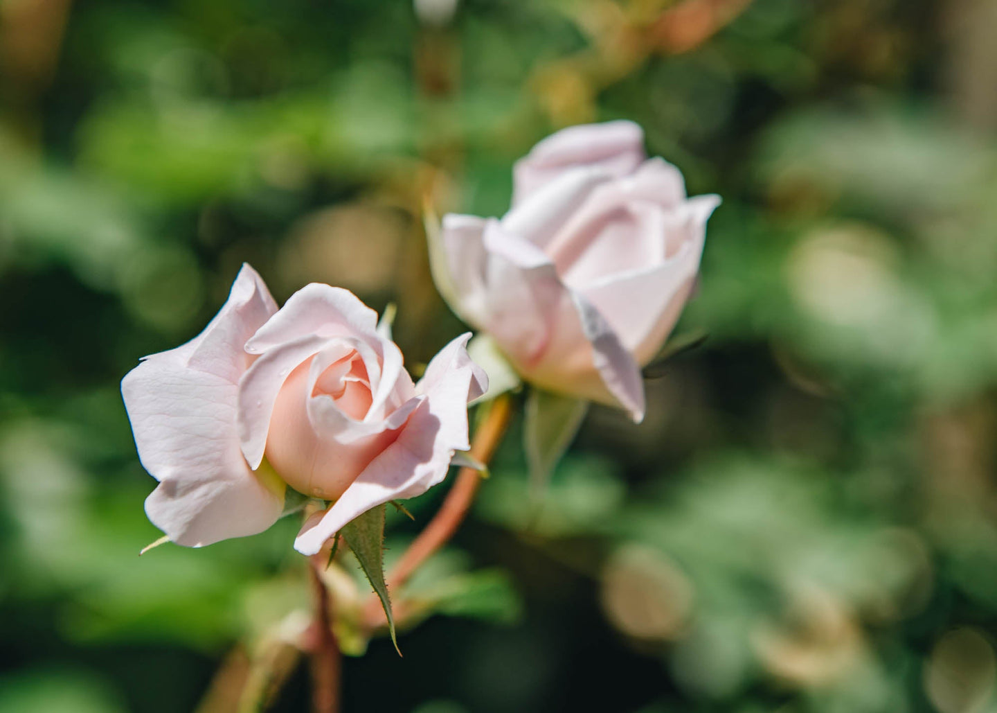 David Austin Roses David Austin Desdemona Rose