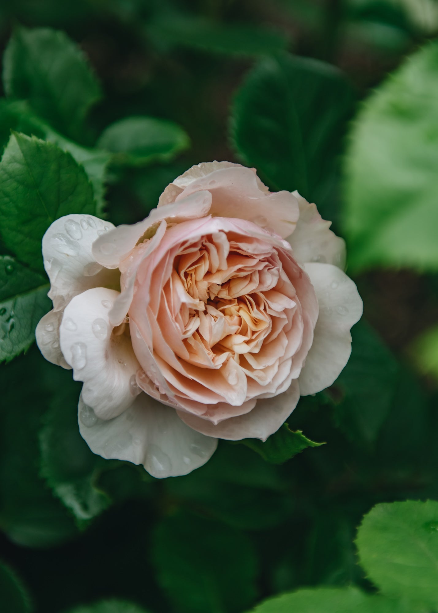 David Austin Roses - Emily Bronte Rose