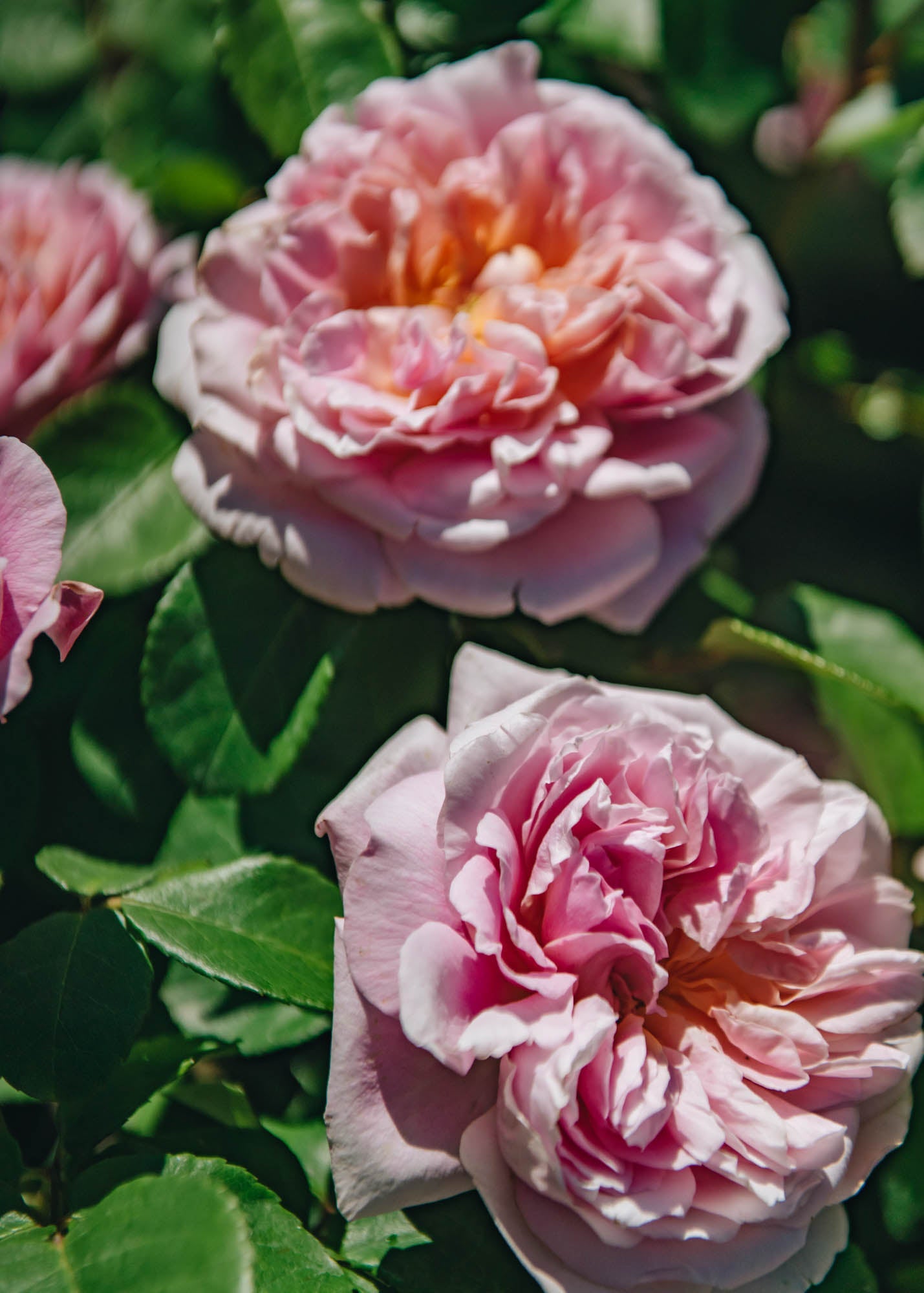 David Austin Roses David Austin Eustacia Vye Rose