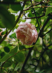David Austin Roses David Austin The Generous Gardener Rose