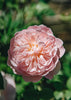 Rosa Gentle Hermione®