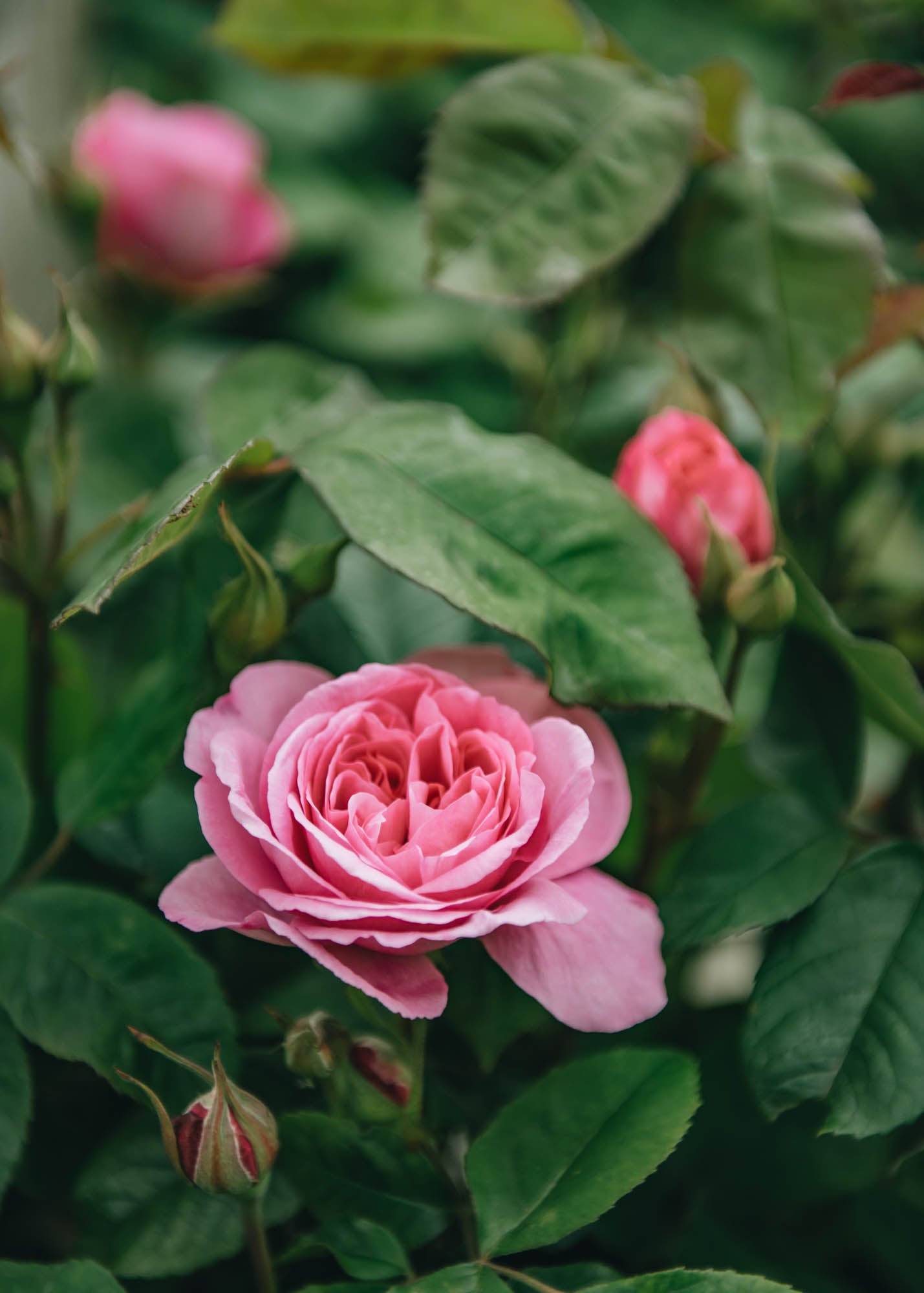 David Austin Roses Rosa Gertrude Jekyll® AGM