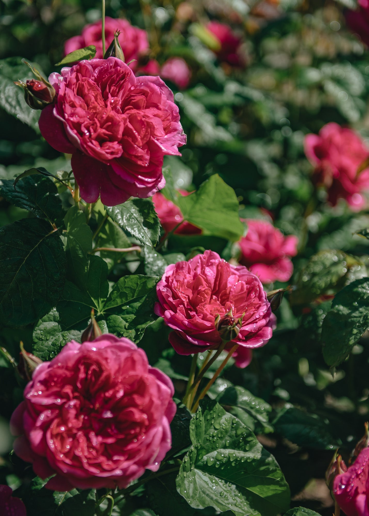 Buy David Austin Rosa James L Austin | Plants | Burford Garden Co.