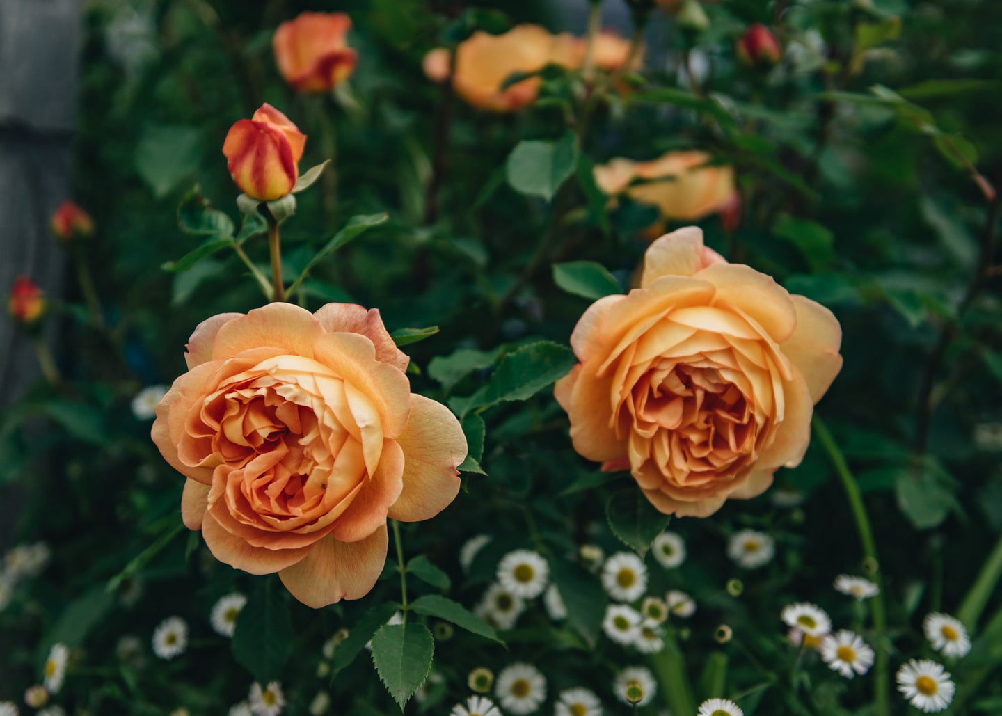David Austin Roses David Austin Lady of Shalott Rose