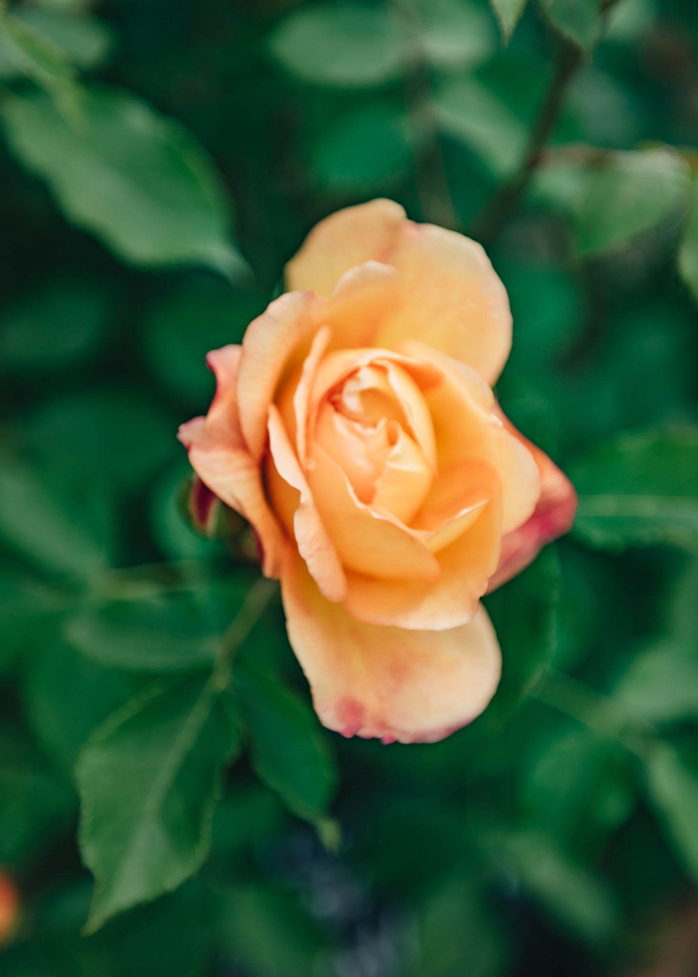 David Austin Roses Lady of Shalott Rose