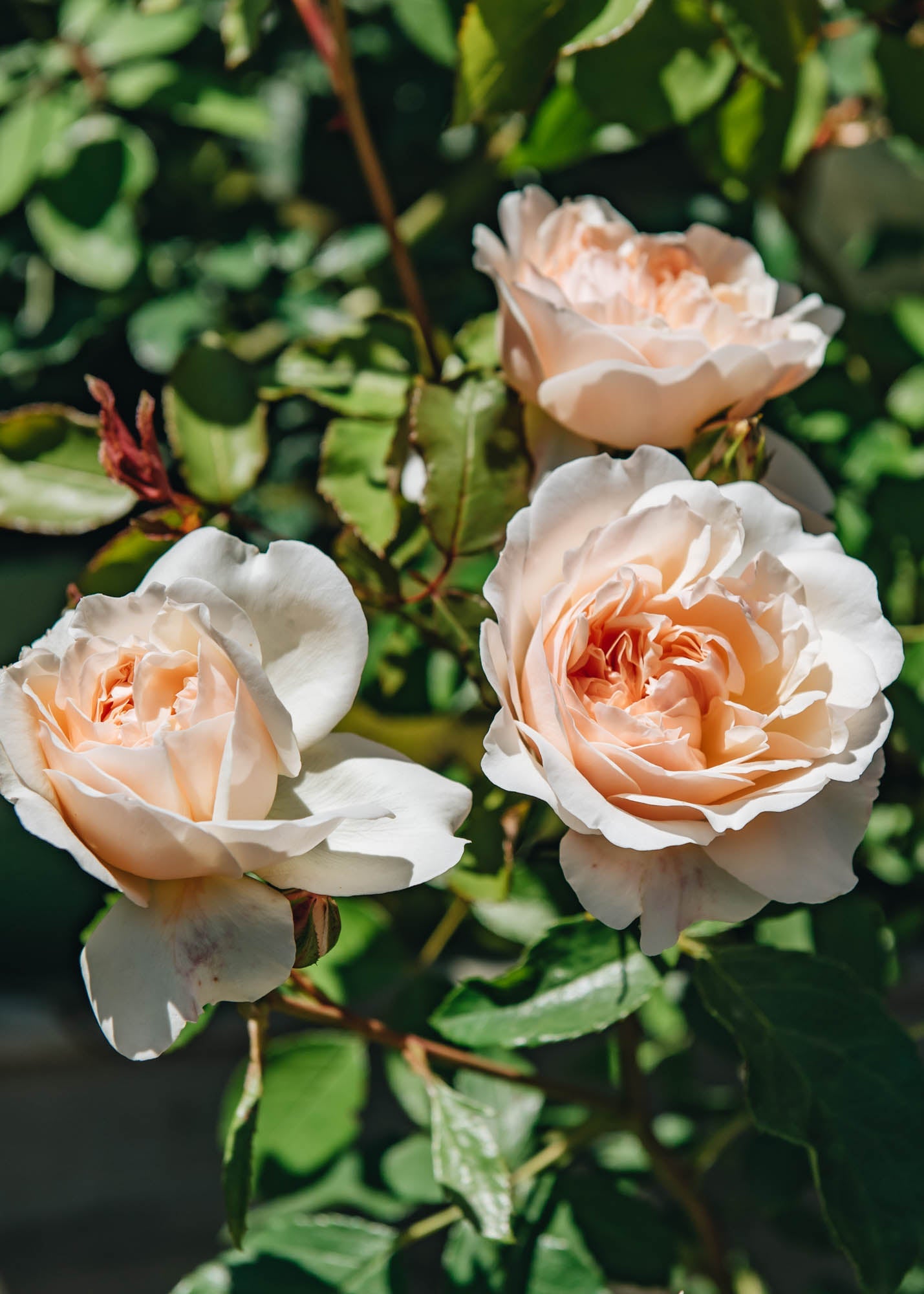 David Austin Lichfield Angel Rose