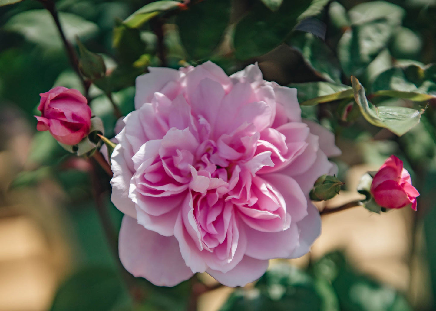 David Austin Roses David Austin Mary Delany Rose