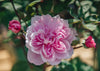 Rosa Mary Delany® AGM