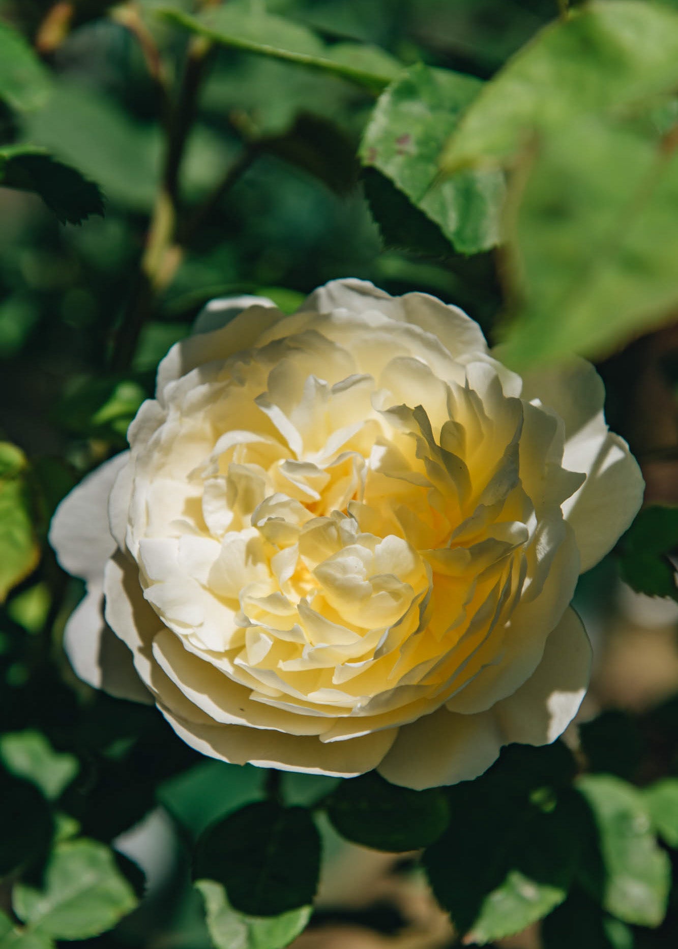 David Austin Roses David Austin Nye Bevan Rose