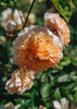 Rosa Port Sunlight ®