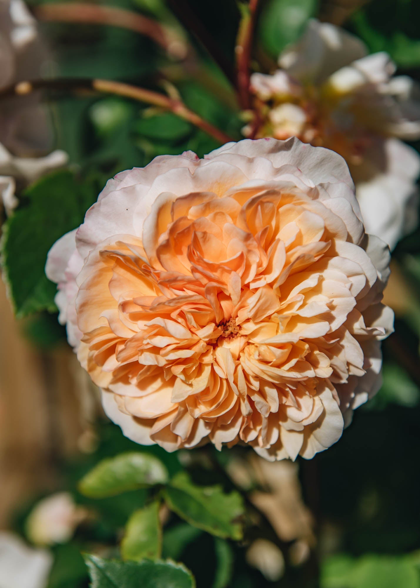 David Austin Roses Rosa Port Sunlight