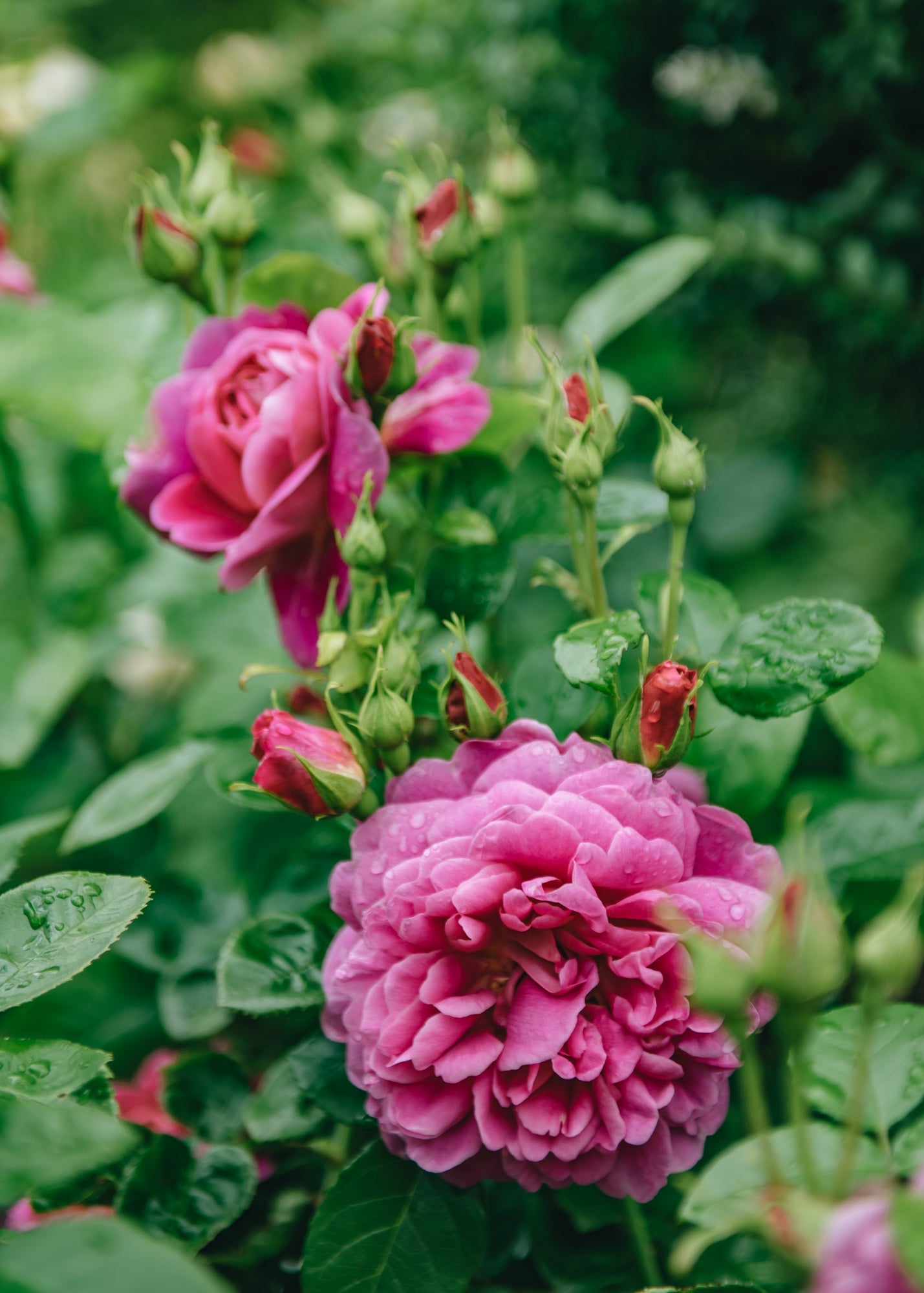 David Austin Roses Princess Anne Rose