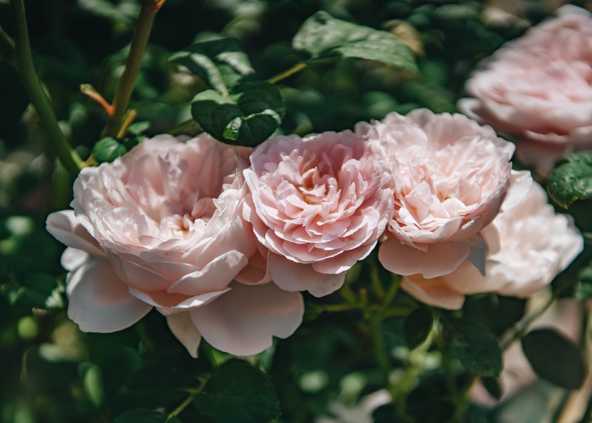 David Austin Rosa Queen of Sweden | Plants | Burford Garden Co.