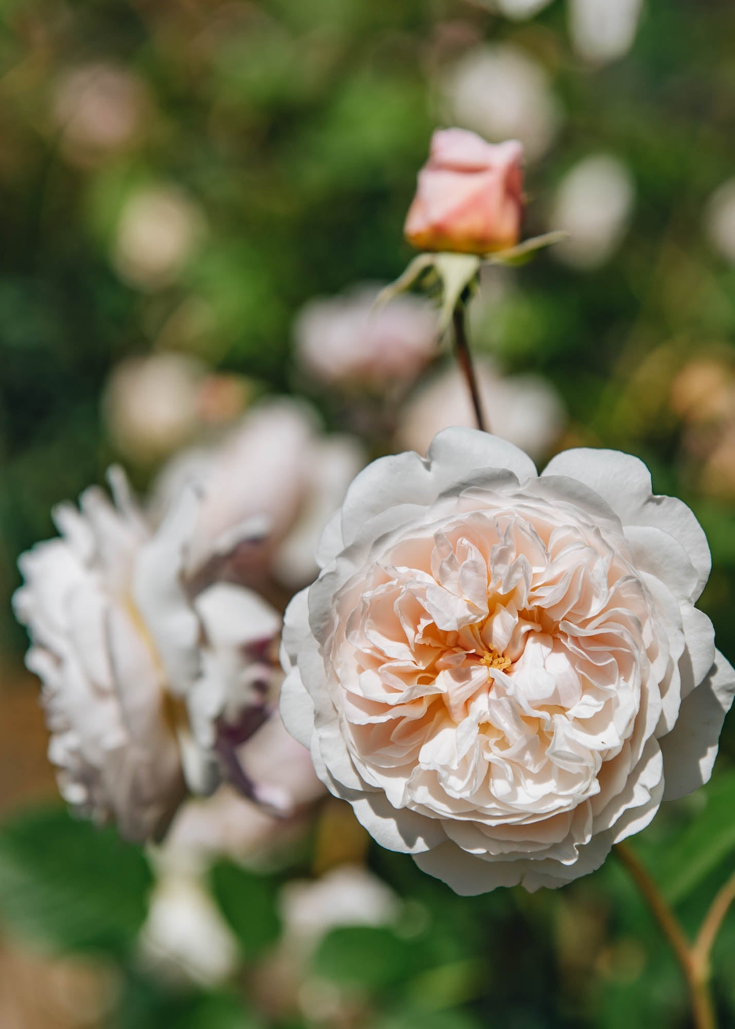 Rosa The Albrighton Rambler