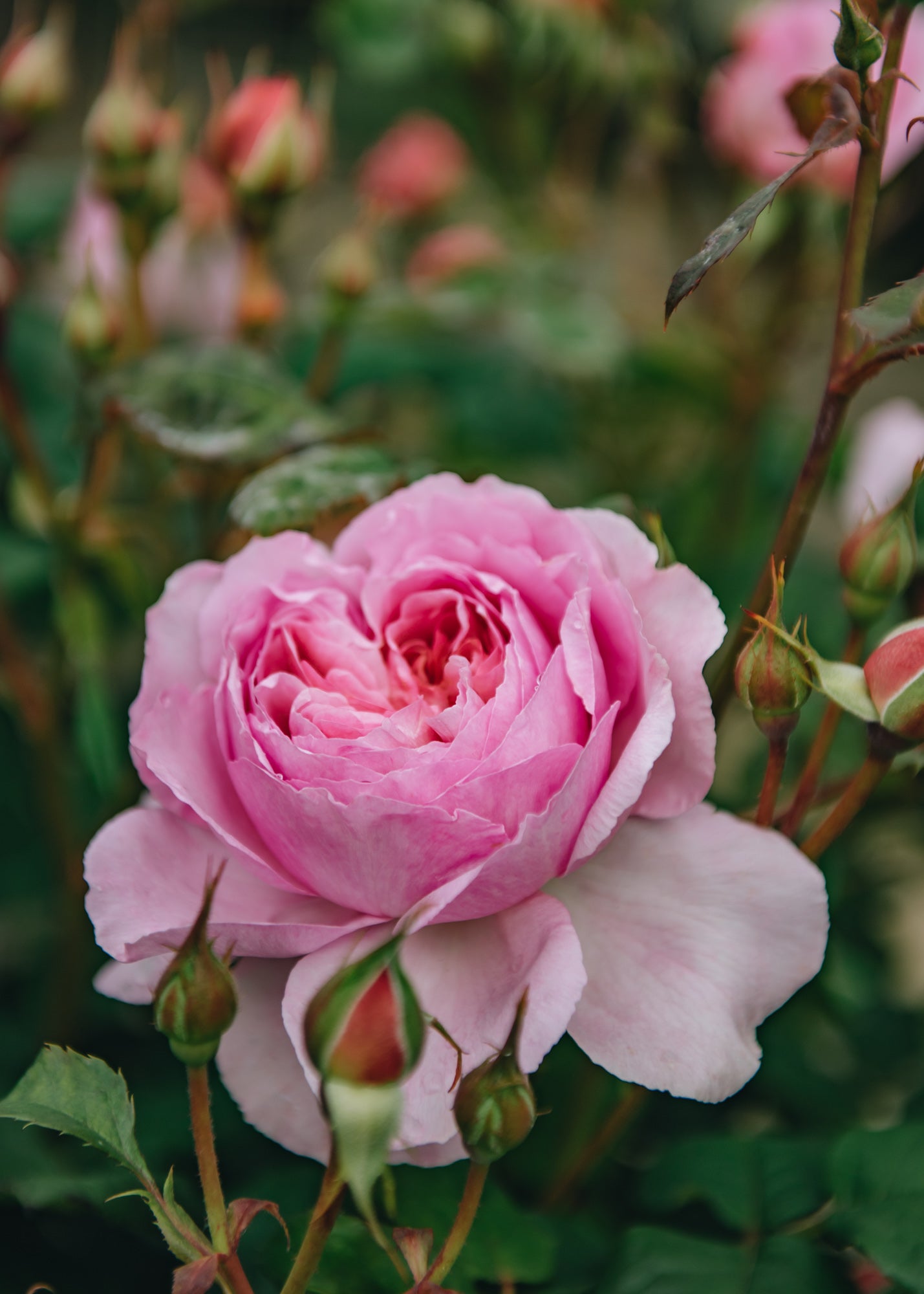 Rosa The Ancient Mariner | David Austin Roses | Burford Garden Co.