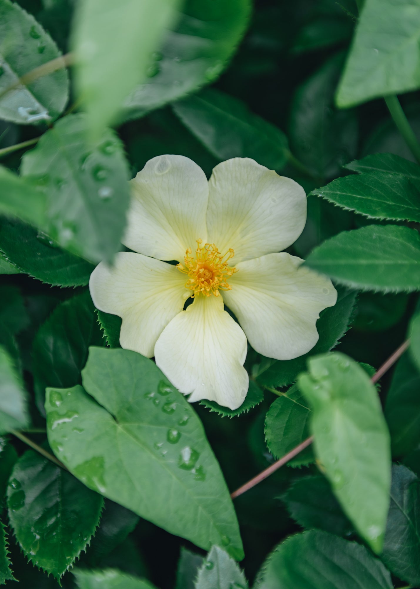 Clematis David Austin Roses - Tottering-By-Gently Rose