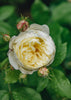 Rosa Vanessa Bell®