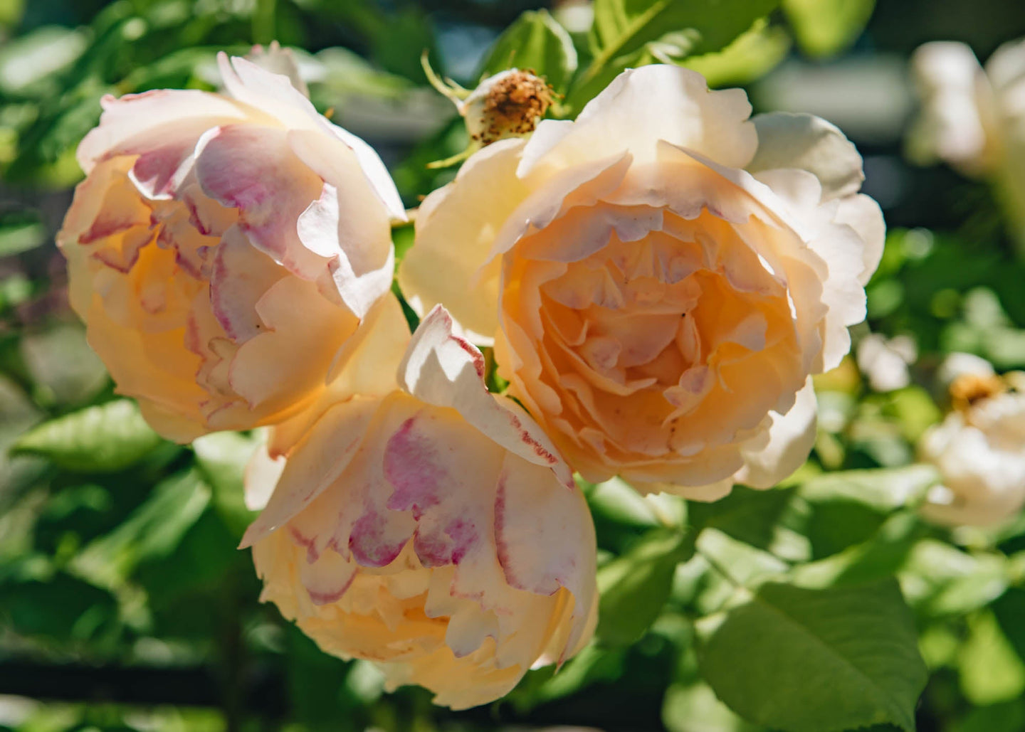 David Austin Roses Wollerton Old Hall Rose