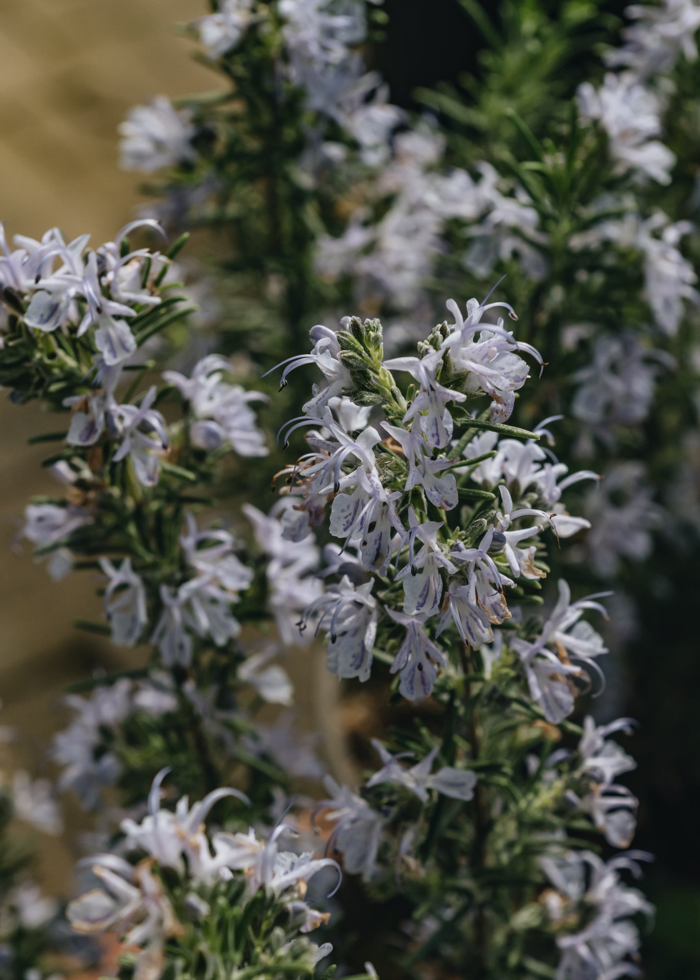 Rosemary Rosemarinus Miss Jessop's Upright