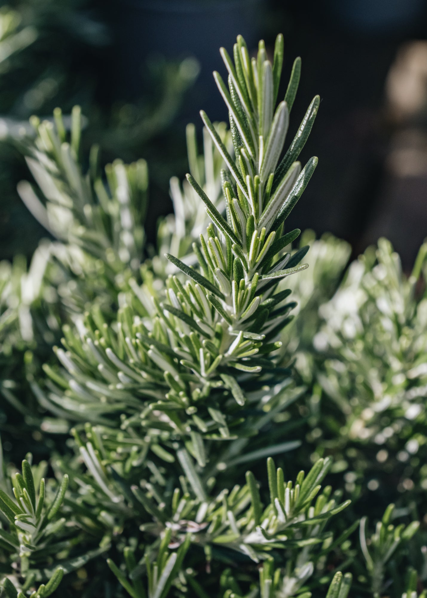 Rosemary Rosemarinus Prostratus
