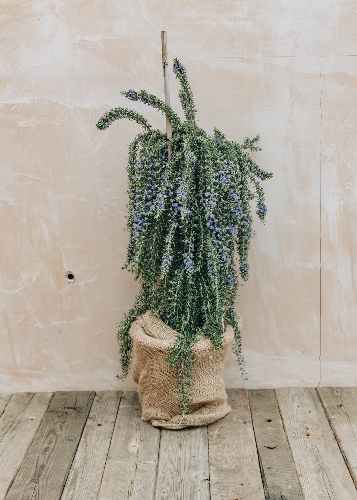 Rosemary officinalis Boule