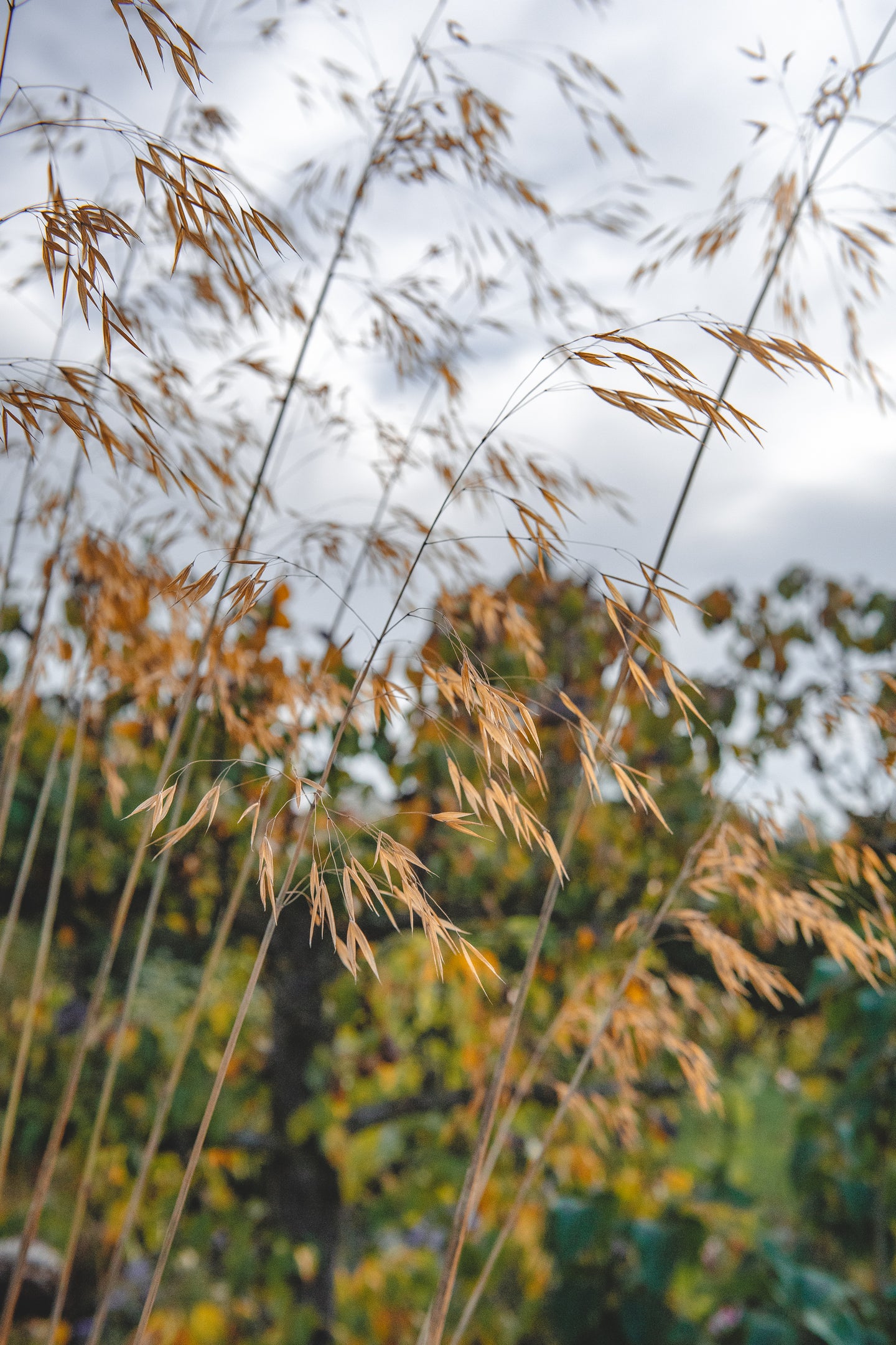 Stipa gigantea