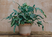Phlebodium aurem Houseplant