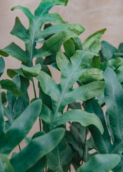 Burford Garden Co. Phlebodium aurem 